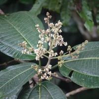 Miconia calvescens DC.